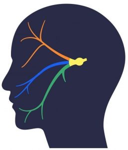 Trigeminal ganglionlardan sağlı-sollu üç çift sinir çıkar ve tüm yüze yayılır. Bu sinirlerde hem duyusal hem motor lifler bulunur.
